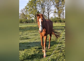KWPN, Caballo castrado, 4 años, 165 cm, Alazán