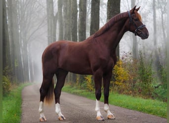 KWPN, Caballo castrado, 4 años, 165 cm, Alazán-tostado