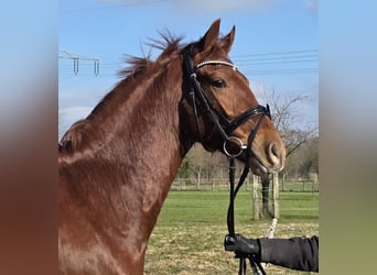 KWPN, Caballo castrado, 4 años, 165 cm, Alazán-tostado