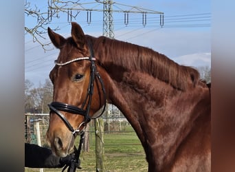 KWPN, Caballo castrado, 4 años, 165 cm, Alazán-tostado
