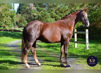 KWPN, Caballo castrado, 4 años, 165 cm, Alazán-tostado