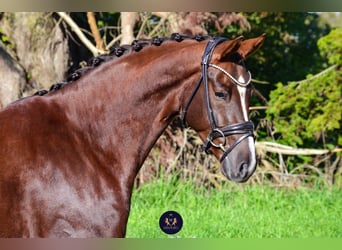 KWPN, Caballo castrado, 4 años, 165 cm, Alazán-tostado