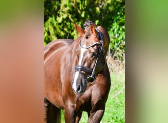 KWPN, Caballo castrado, 4 años, 165 cm, Alazán-tostado