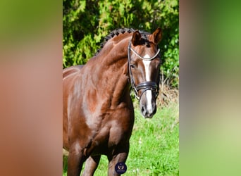 KWPN, Caballo castrado, 4 años, 165 cm, Alazán-tostado