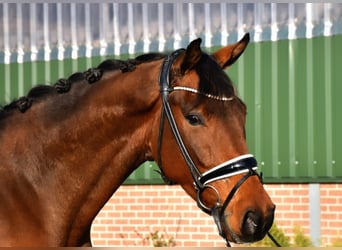 KWPN, Caballo castrado, 4 años, 165 cm, Castaño