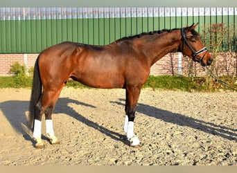 KWPN, Caballo castrado, 4 años, 165 cm, Castaño