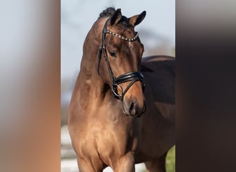 KWPN, Caballo castrado, 4 años, 165 cm, Castaño