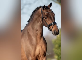 KWPN, Caballo castrado, 4 años, 165 cm, Castaño