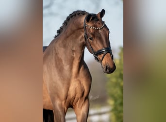 KWPN, Caballo castrado, 4 años, 165 cm, Castaño