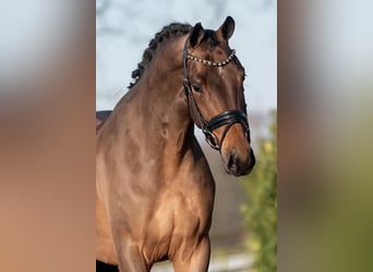 KWPN, Caballo castrado, 4 años, 165 cm, Castaño