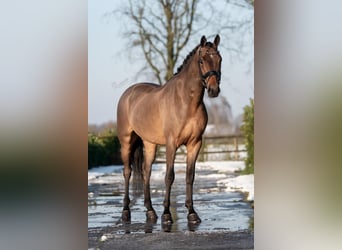 KWPN, Caballo castrado, 4 años, 165 cm, Castaño