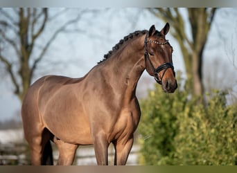 KWPN, Caballo castrado, 4 años, 165 cm, Castaño