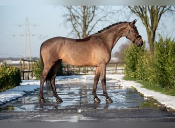 KWPN, Caballo castrado, 4 años, 165 cm, Castaño