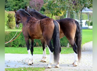 KWPN, Caballo castrado, 4 años, 165 cm, Castaño