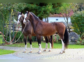 KWPN, Caballo castrado, 4 años, 165 cm, Castaño