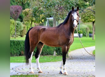 KWPN, Caballo castrado, 4 años, 165 cm, Castaño