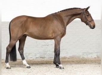 KWPN, Caballo castrado, 4 años, 165 cm, Castaño