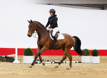KWPN, Caballo castrado, 4 años, 165 cm, Castaño
