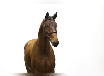 KWPN, Caballo castrado, 4 años, 165 cm, Castaño