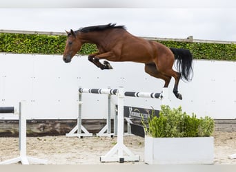 KWPN, Caballo castrado, 4 años, 165 cm, Castaño