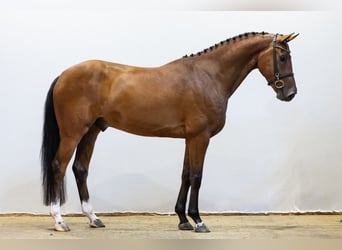 KWPN, Caballo castrado, 4 años, 165 cm, Castaño