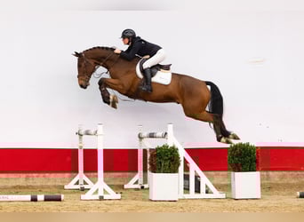 KWPN, Caballo castrado, 4 años, 165 cm, Castaño