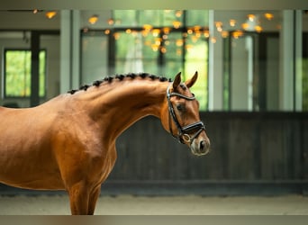 KWPN, Caballo castrado, 4 años, 165 cm, Castaño rojizo
