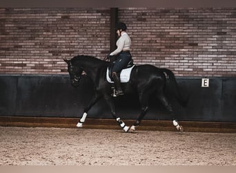 KWPN, Caballo castrado, 4 años, 165 cm, Negro