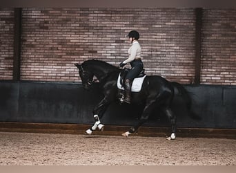 KWPN, Caballo castrado, 4 años, 165 cm, Negro