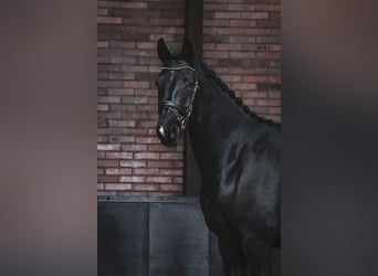 KWPN, Caballo castrado, 4 años, 165 cm, Negro