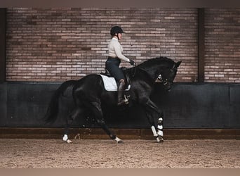 KWPN, Caballo castrado, 4 años, 165 cm, Negro