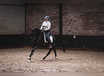 KWPN, Caballo castrado, 4 años, 165 cm, Negro