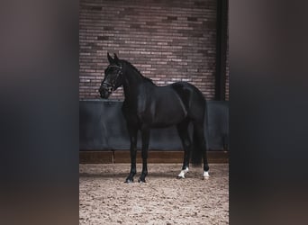 KWPN, Caballo castrado, 4 años, 165 cm, Negro