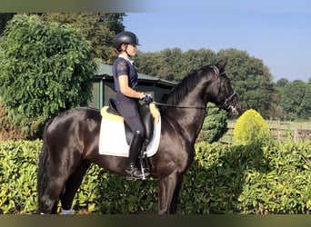 KWPN, Caballo castrado, 4 años, 165 cm, Negro