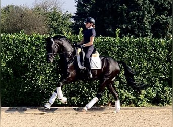 KWPN, Caballo castrado, 4 años, 165 cm, Negro