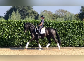 KWPN, Caballo castrado, 4 años, 165 cm, Negro