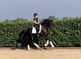 KWPN, Caballo castrado, 4 años, 165 cm, Negro