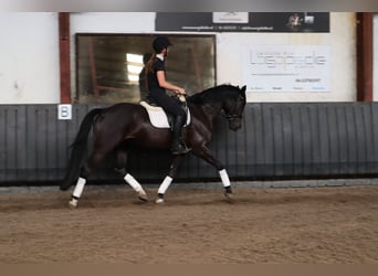 KWPN, Caballo castrado, 4 años, 165 cm, Negro