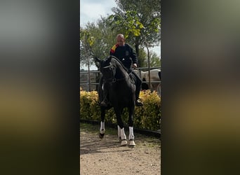 KWPN, Caballo castrado, 4 años, 165 cm, Negro