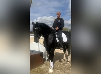 KWPN, Caballo castrado, 4 años, 165 cm, Negro