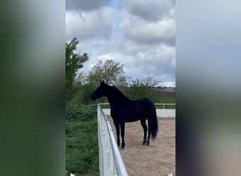 KWPN, Caballo castrado, 4 años, 165 cm, Negro