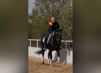 KWPN, Caballo castrado, 4 años, 165 cm, Negro