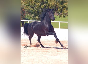 KWPN, Caballo castrado, 4 años, 165 cm, Negro