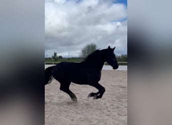 KWPN, Caballo castrado, 4 años, 165 cm, Negro