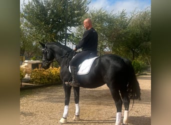 KWPN, Caballo castrado, 4 años, 165 cm, Negro