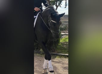 KWPN, Caballo castrado, 4 años, 165 cm, Negro