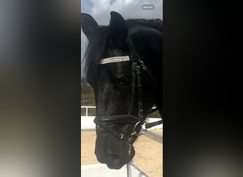 KWPN, Caballo castrado, 4 años, 165 cm, Negro