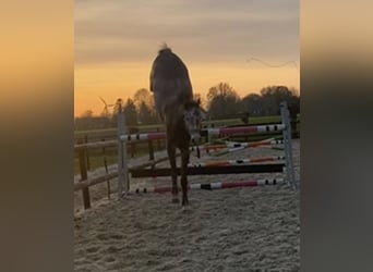 KWPN, Caballo castrado, 4 años, 165 cm, Tordo