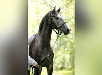 KWPN, Caballo castrado, 4 años, 165 cm, Tordo