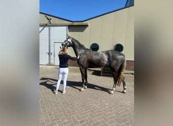 KWPN, Caballo castrado, 4 años, 165 cm, Tordo